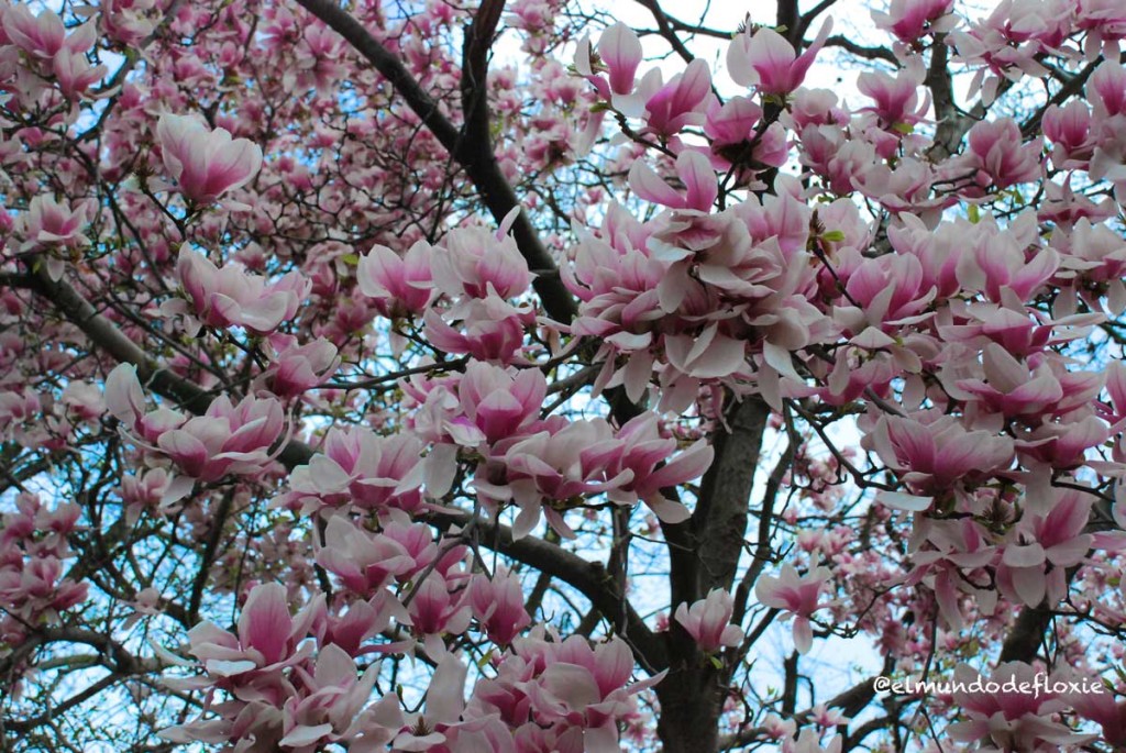 magnolias1