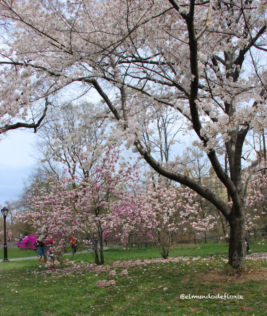 Cherry in Central Park magnolias2