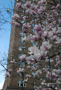magnolias4