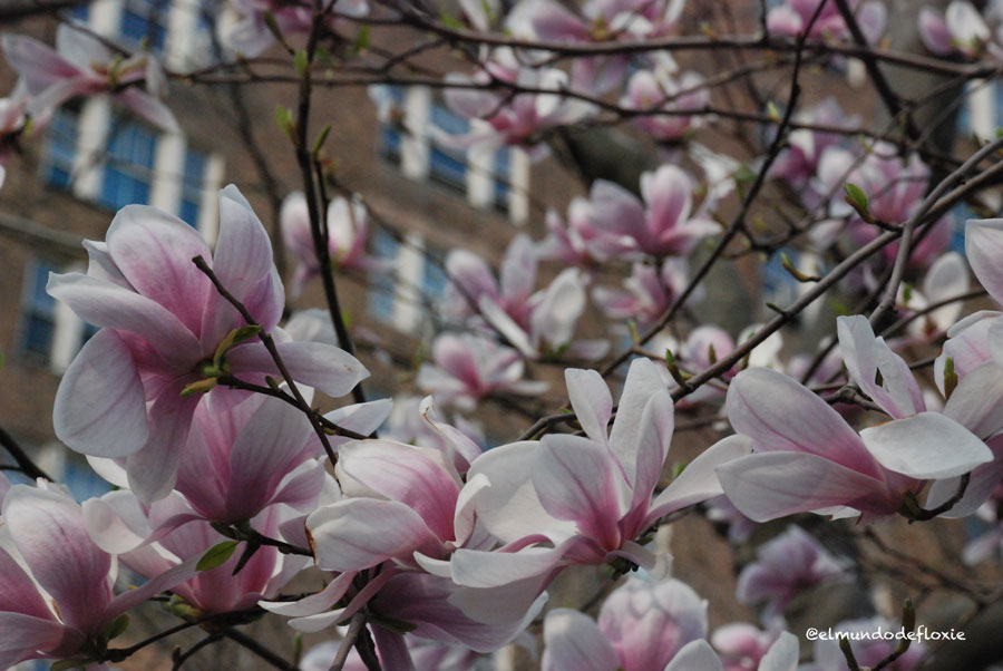 magnolias6