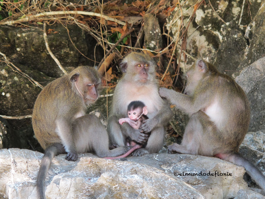 monkeys