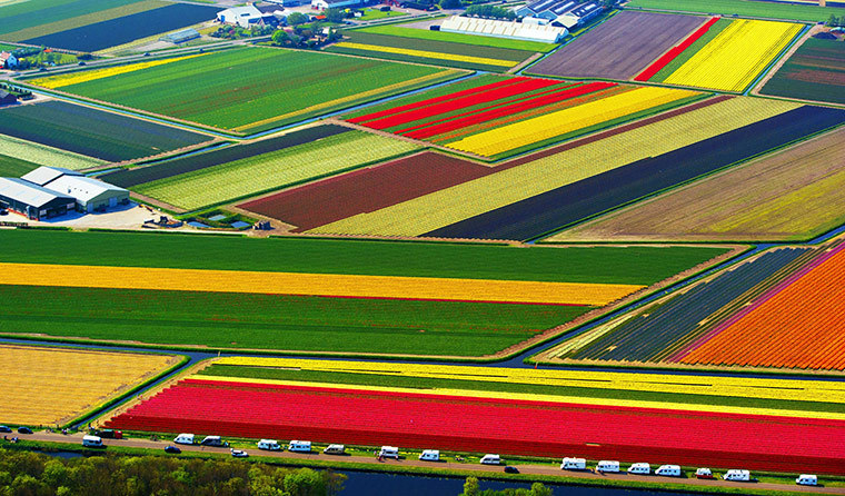 Lisse
