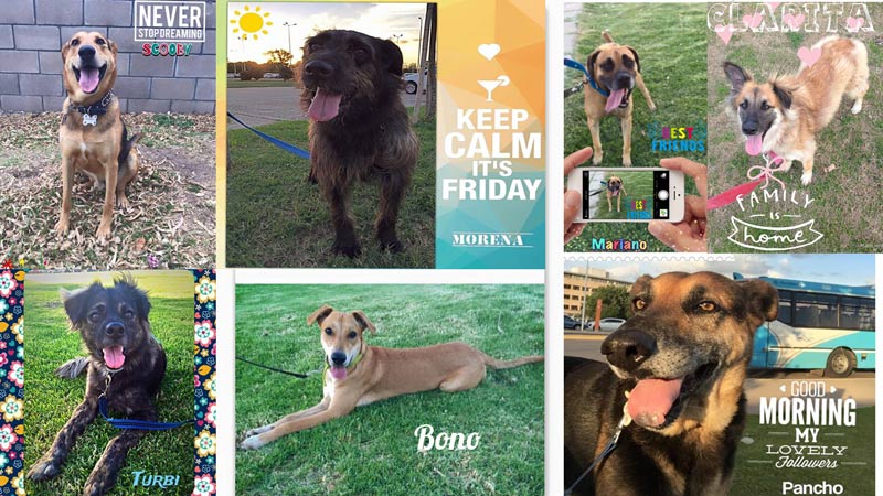 Algunos de los perritos en adopción que esperan ansiosamente una familia