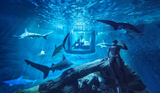 01_insideaquarium_withFred -