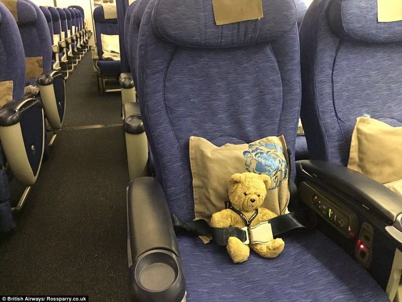 teddyplus