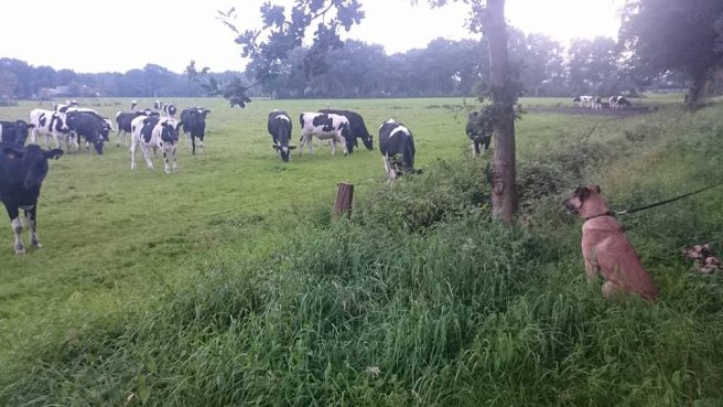 rubiovacas